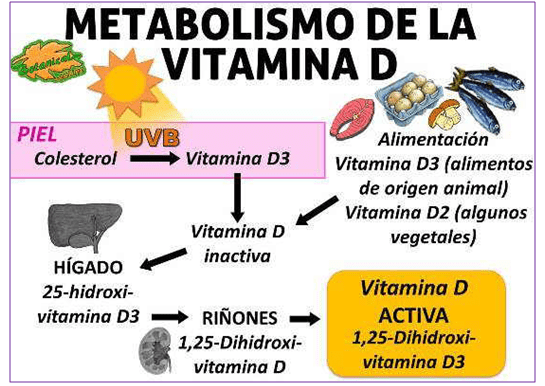 METABOLISMO VIT D