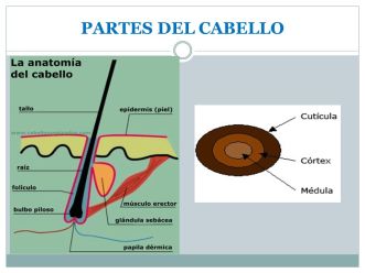 PARTES DEL CABELLO