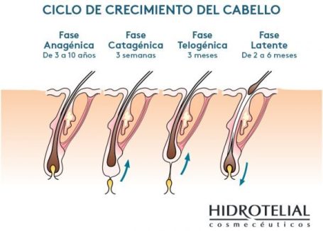fases-cabello-600x429