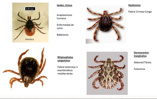 garrapatas20mas20frecuentemente20relacionadas20con20picaduras