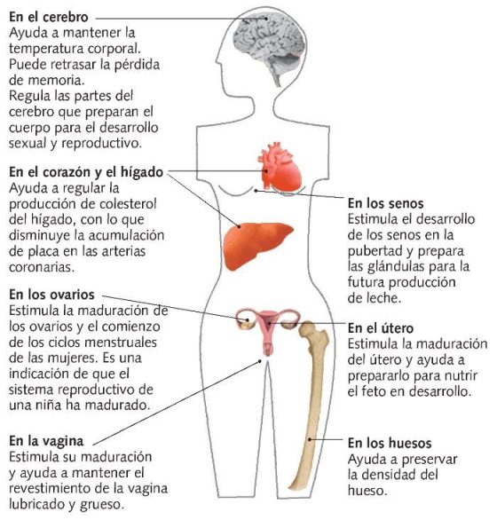progesterona-embarazo-beneficios-estrogenos