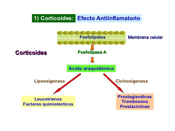 rintitis-y-fluticasona-61-728