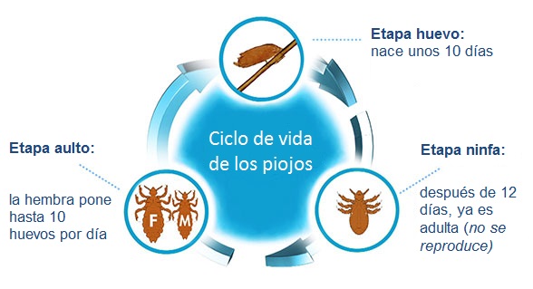 lice-life-cycle_es